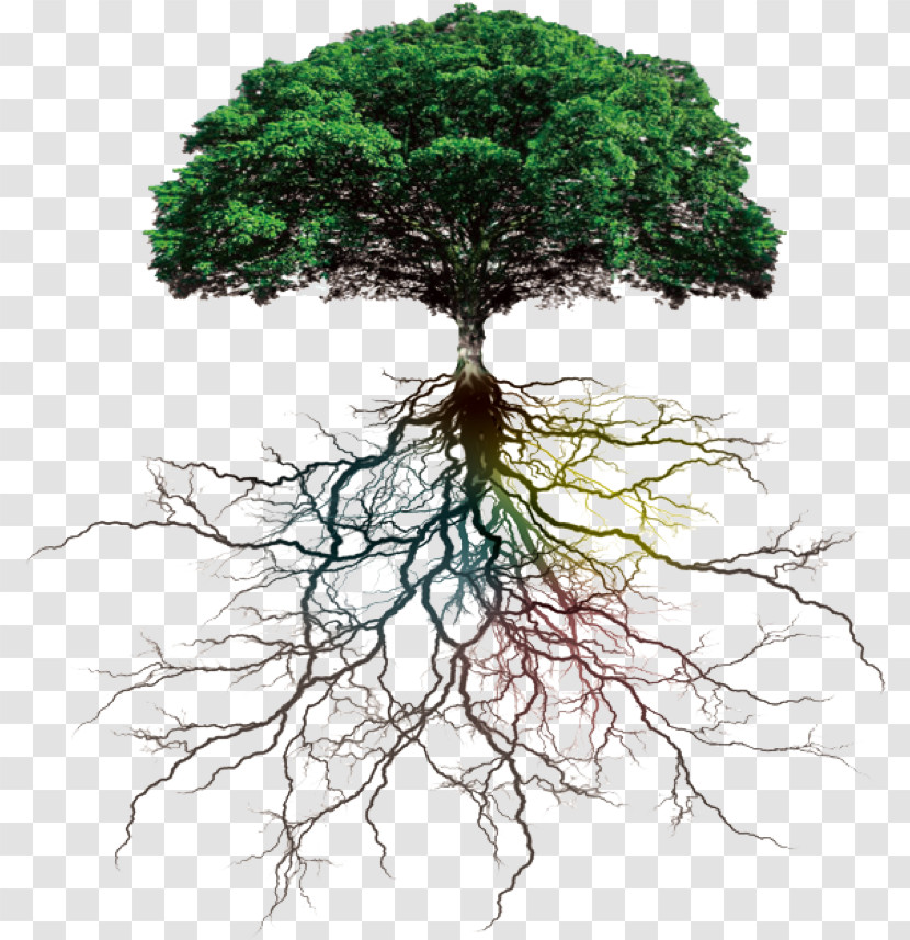 Tree Root Plant Vegetation Green Transparent PNG