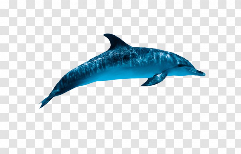 Fish Cartoon - Dolphin - Electric Blue Spotted Transparent PNG