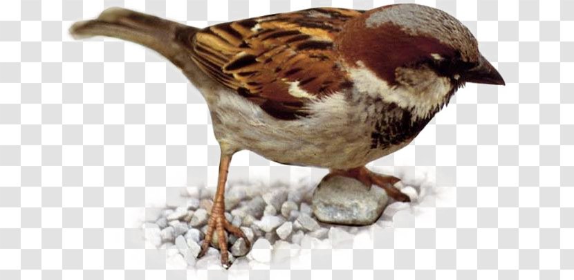 House Sparrow Eurasian Tree Bird Weavers Finch - Stood In The Snow Transparent PNG