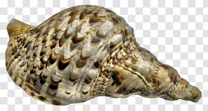 Sea Snail Conch Caracola Image Transparent PNG