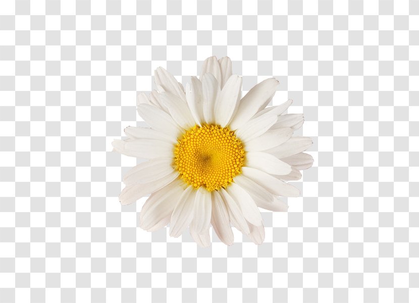 Glebionis Coronaria Oxeye Daisy Yellow - A Chrysanthemum Transparent PNG