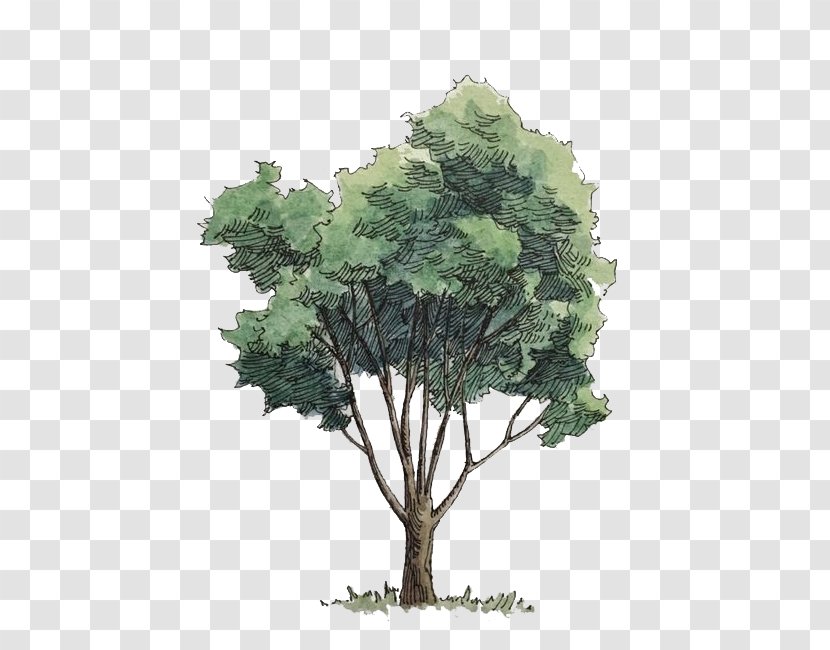 Watercolor Painting Tree - Cottonwood - Trees Transparent PNG