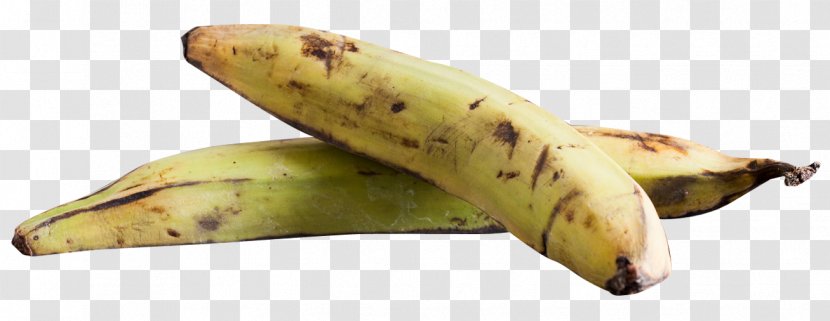 Banana Plantago Asiatica - Plantain Transparent PNG