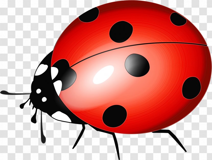 Ladybug - Wet Ink - Leaf Beetle Ball Transparent PNG