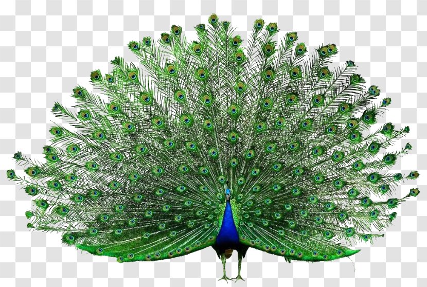 Peafowl Adobe Systems - Peacock Opens The Screen Transparent PNG