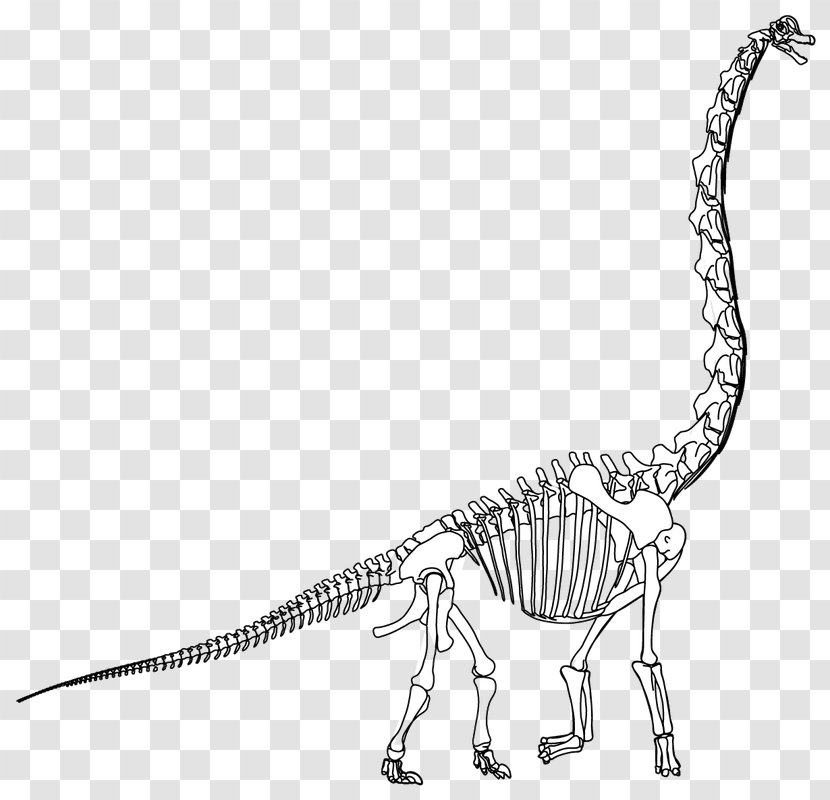 Velociraptor Tyrannosaurus Terrestrial Animal Extinction Line Art - Dinosaur Skeleton Transparent PNG