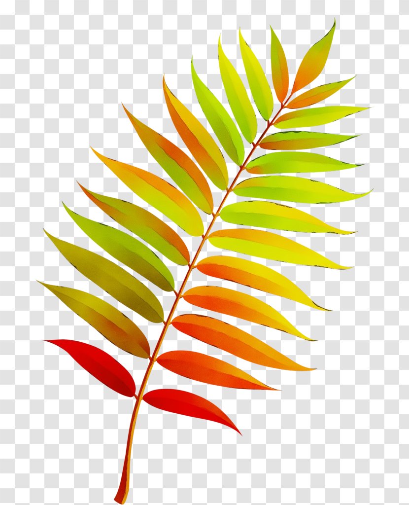 Autumn Leaf Drawing - Watercolor - Heliconia Branch Transparent PNG