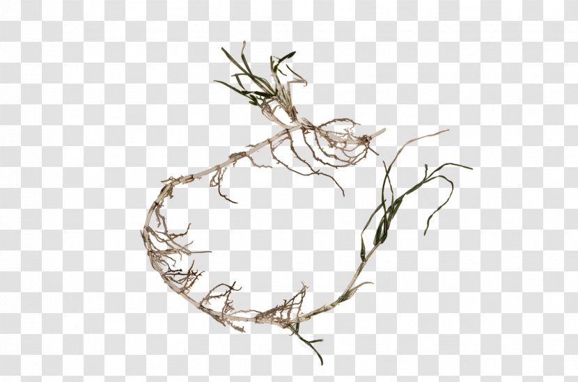 Tree Root Branch Line Art Transparent PNG
