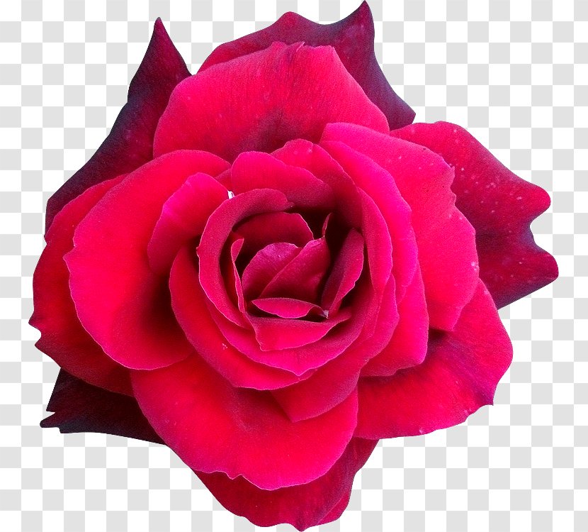 Garden Roses Flower Petal Helleborus Niger Centifolia - Rose Order - Creative Transparent PNG
