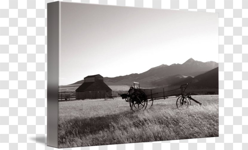 Mustang Ranch Steppe Grassland Freikörperkultur Transparent PNG