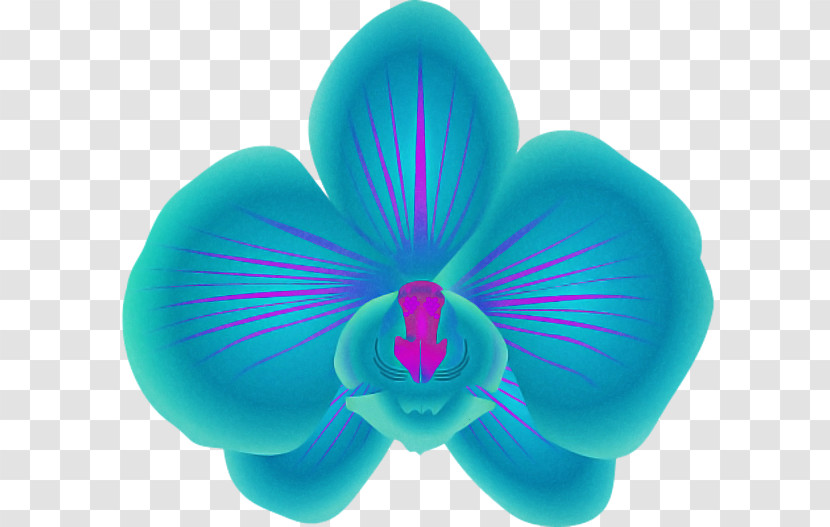 Petal Turquoise Teal Plant Flower Transparent PNG