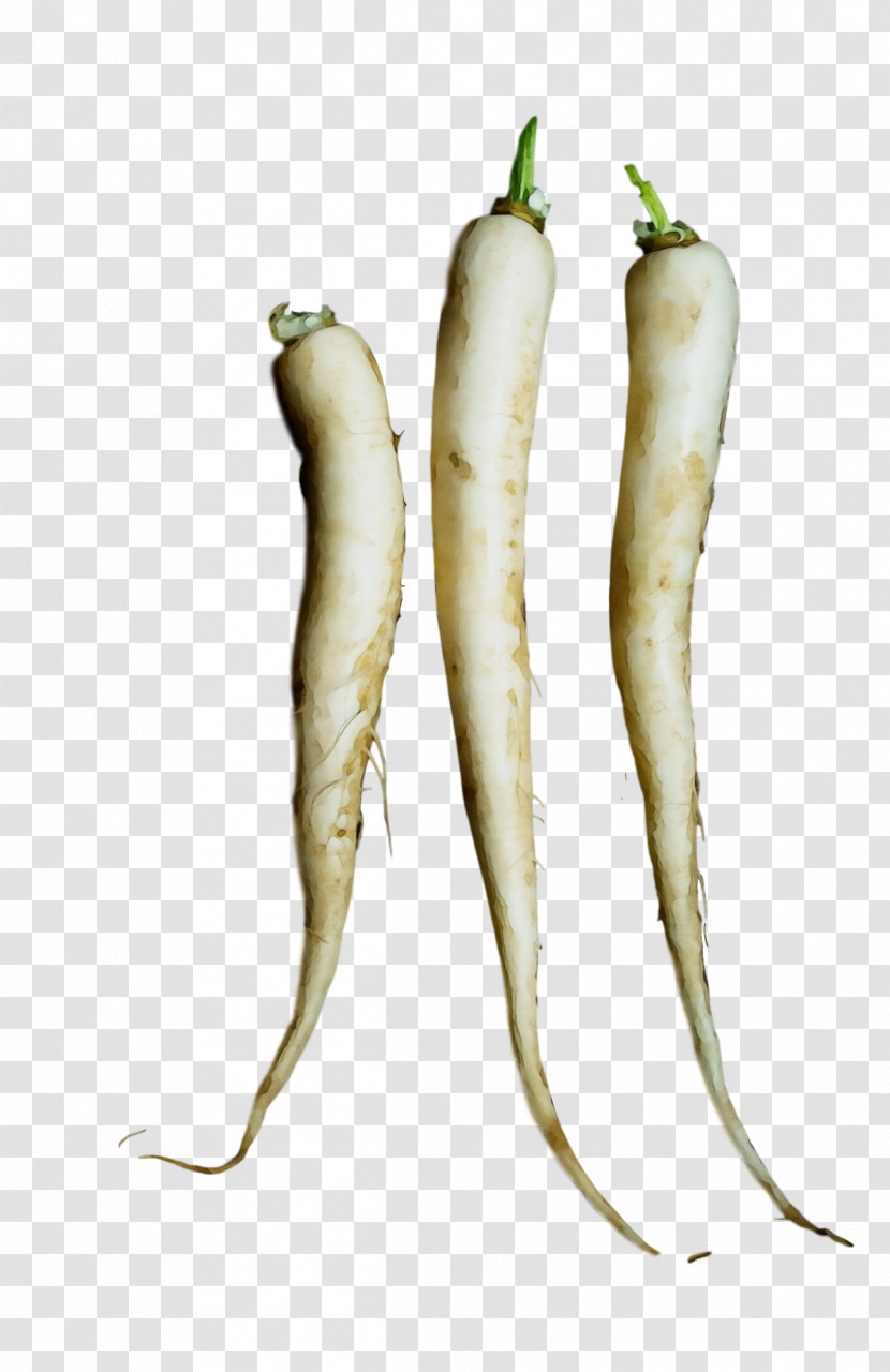 Tuber Radish-m Radish-m Parsnip Radish Transparent PNG