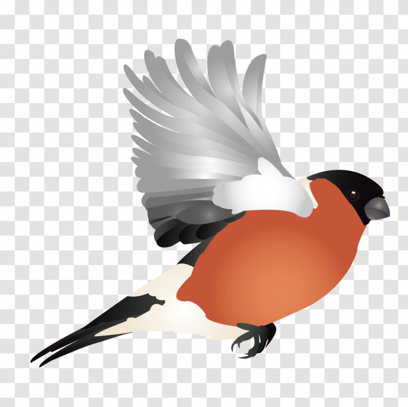 Finch Hummingbird Woodpecker Illustration - Vector Cute Bird Transparent PNG