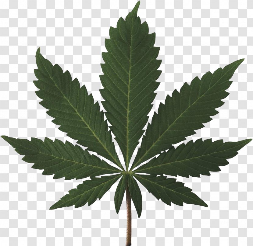 Cannabis Sativa Ruderalis Smoking Marijuana Transparent PNG