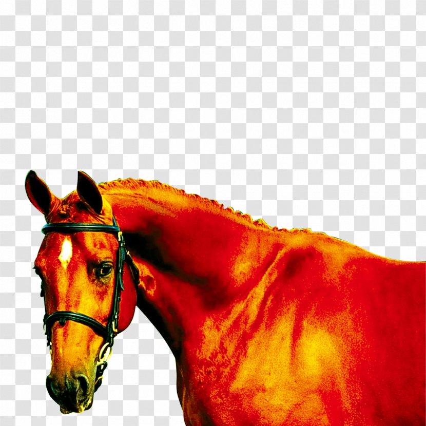 Mustang Mane Equine Coat Color - Horses Transparent PNG