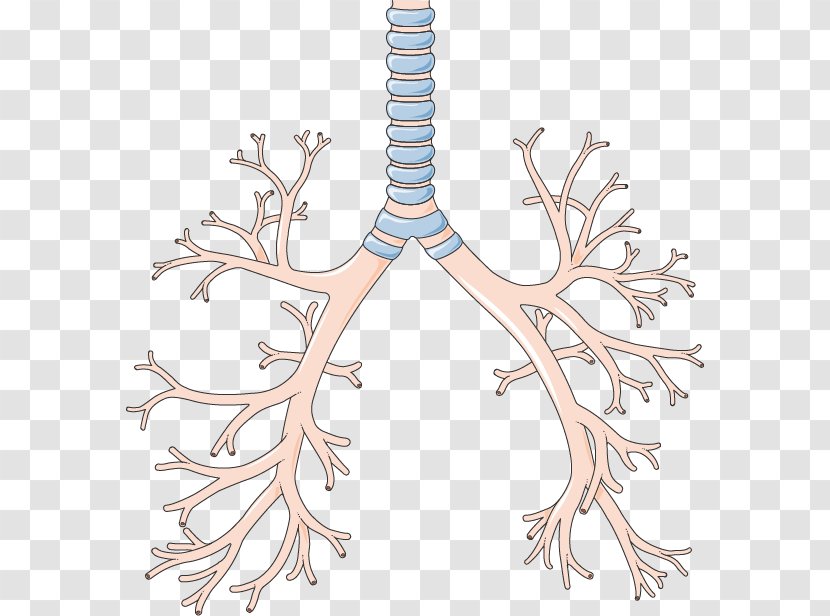 Bronchus Lower Respiratory Tract Lung Pharynx System - Tree - Creative Lungs Transparent PNG