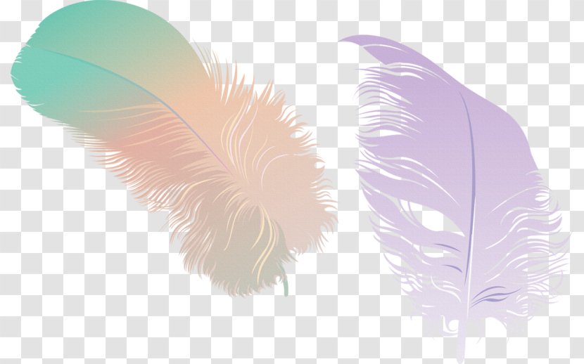 Feather Image Adobe Photoshop Design - Brazilian Frame Transparent PNG