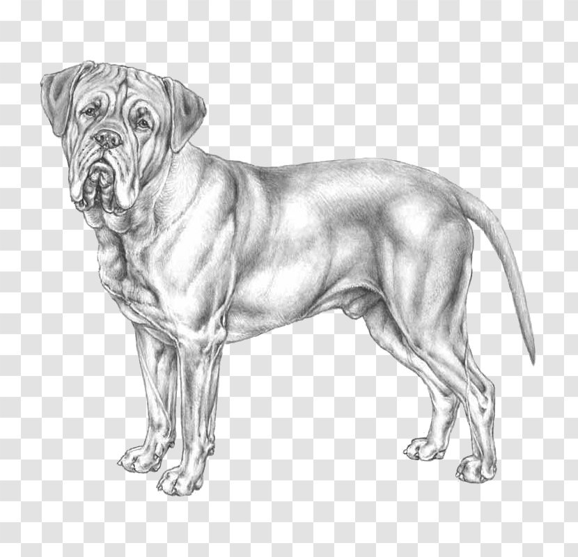 Dog Breed Bullmastiff Dogue De Bordeaux Ca Bou Dogo Argentino - Like Mammal - Race Transparent PNG