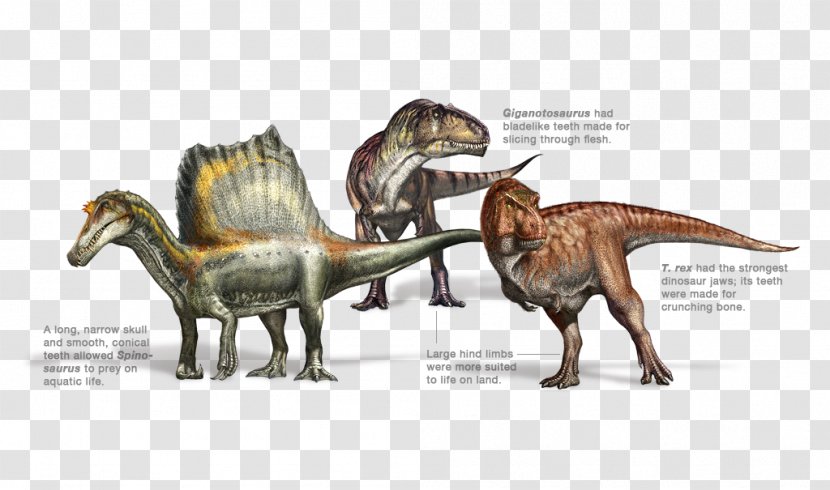 Spinosaurus Dinosaur Tyrannosaurus Rex Allosaurus Torvosaurus - Oxalaia Transparent PNG