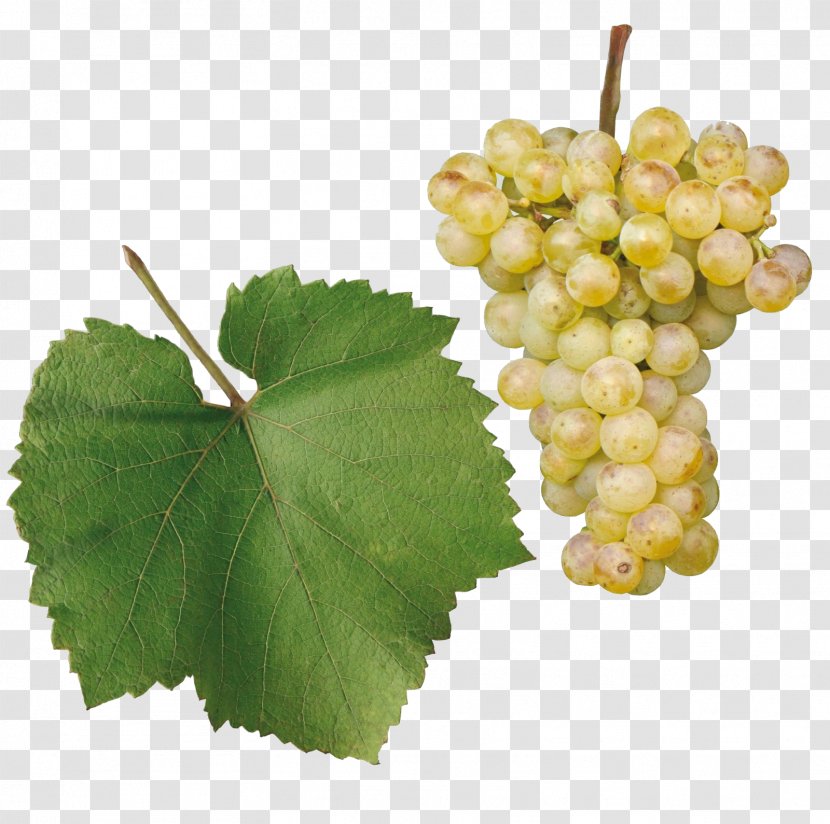 Sultana Chardonnay Gouais Blanc Chenin Gewürztraminer - Grape - Wine Transparent PNG