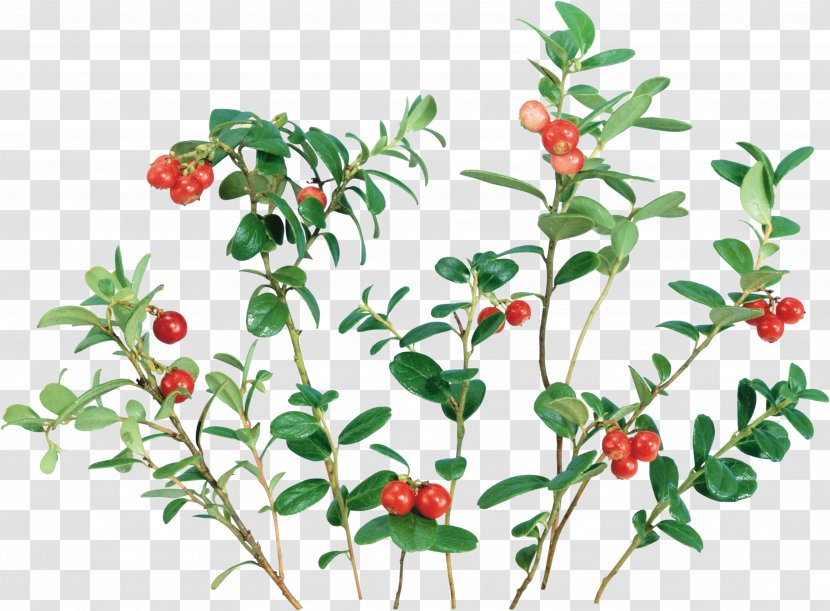Lingonberry Cranberry Clip Art - Flowerpot - Plant Transparent PNG