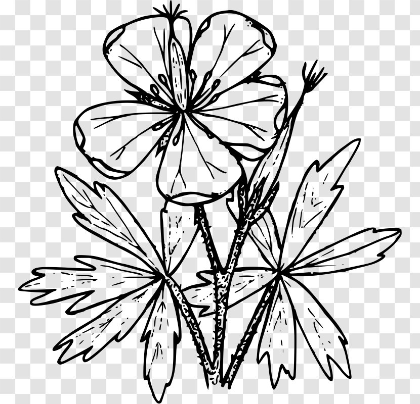 Floral Design Drawing Wildflower - Photography - Flower Transparent PNG