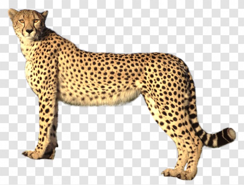 Cheetah Clip Art - Mammal Transparent PNG
