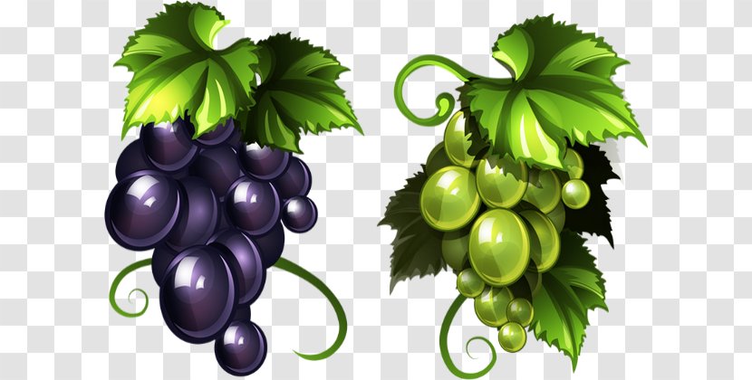 Common Grape Vine Raisin Red Wine - Flowering Plant Transparent PNG