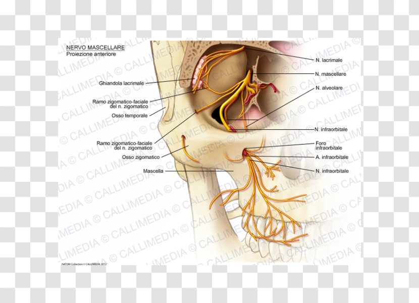 Infraorbital Nerve Maxillary Zygomatic - Cartoon - Pelvis Transparent PNG