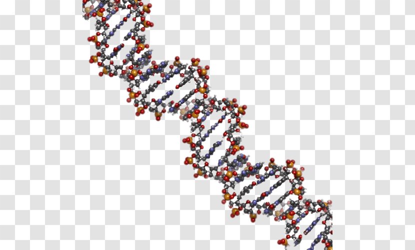 Nucleic Acid Double Helix DNA Human Genome Structure Genetics - Flower - Tree Transparent PNG