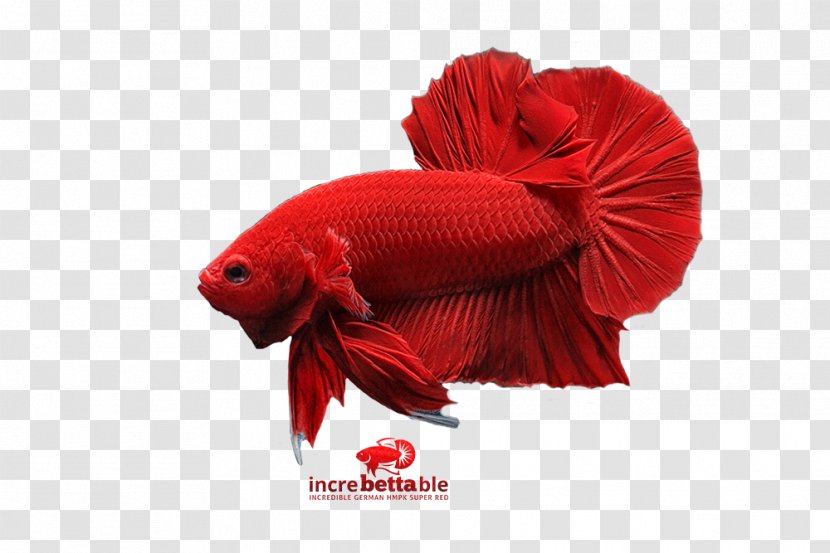 Siamese Fighting Fish Goldfish Yellow Betta Transparent PNG