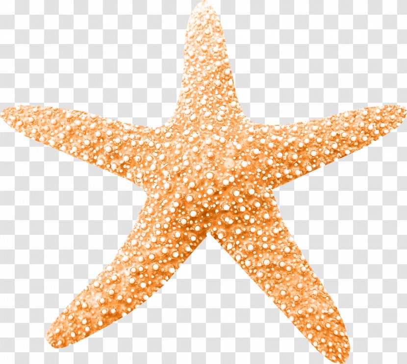 Clip Art - Starfish Transparent PNG