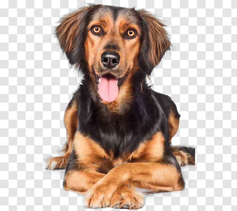Dog Breed Puppy Café Mordant Companion - Snout Transparent PNG