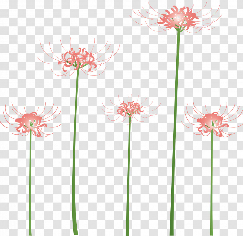 Hurricane Lily Flower Transparent PNG