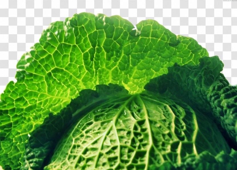 Savoy Cabbage Collard Greens Food Spring Transparent PNG