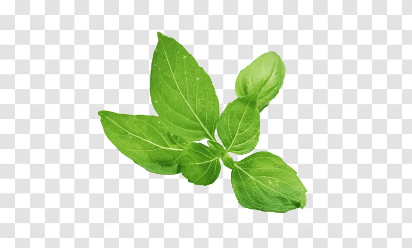 Holy Basil Herb Food Health - Leaf Transparent PNG