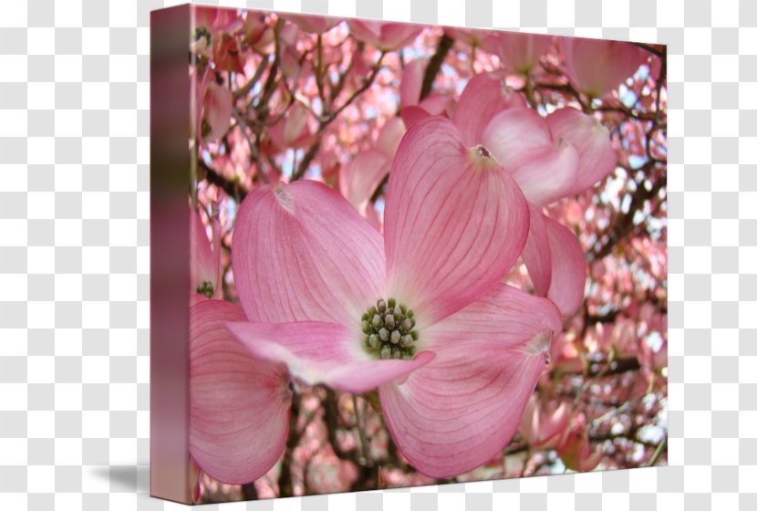 Blossom Flowering Dogwood Tree Pink Flowers - Seed Transparent PNG