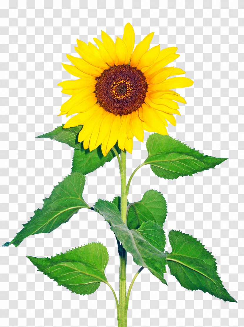 Common Sunflower Seed Plant Glory Days, God Has It All! - Stem - Sunflowers Transparent PNG
