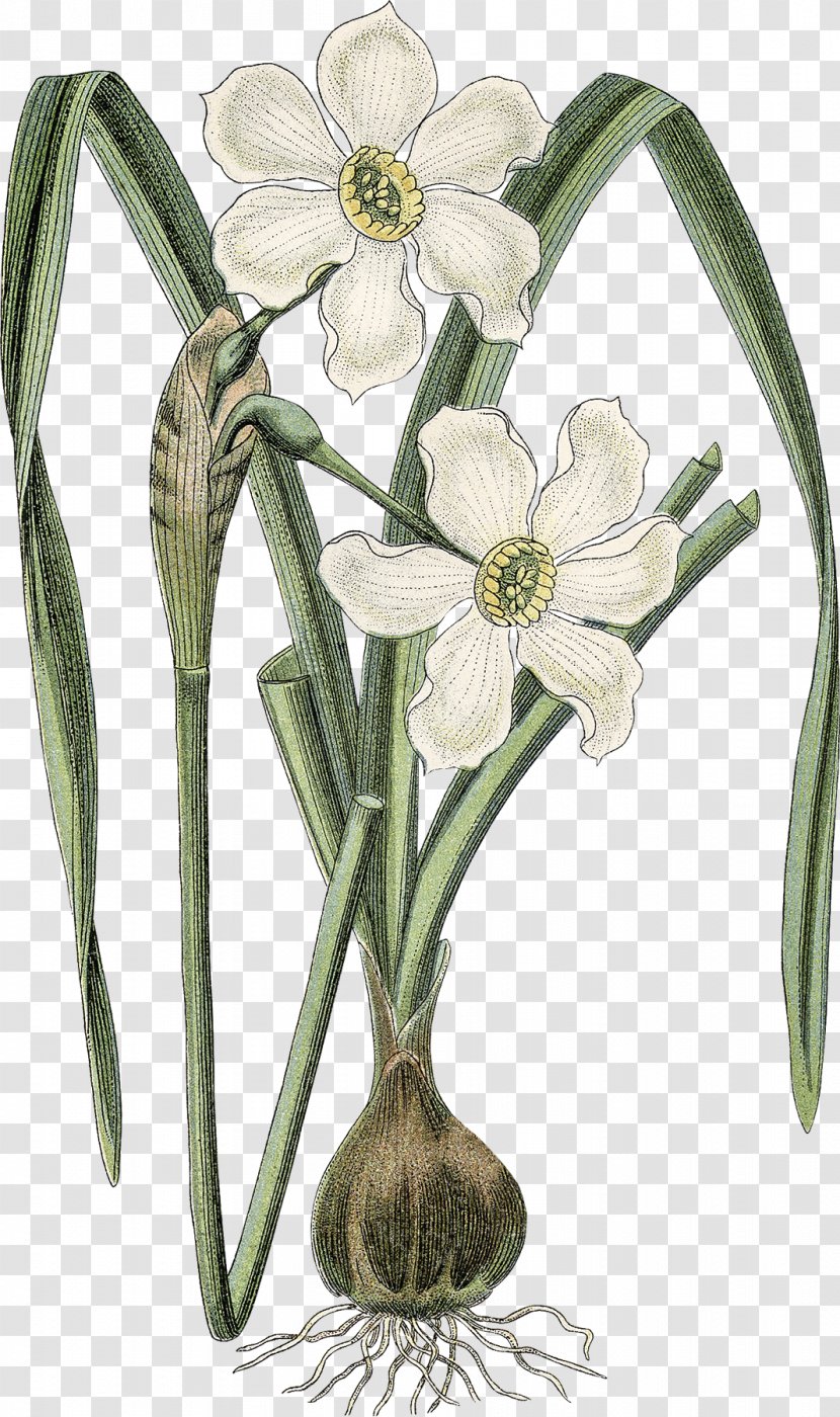 Art Forms In Nature Drawing Botanical Illustration Botany - Galanthus - Narcissus Transparent PNG