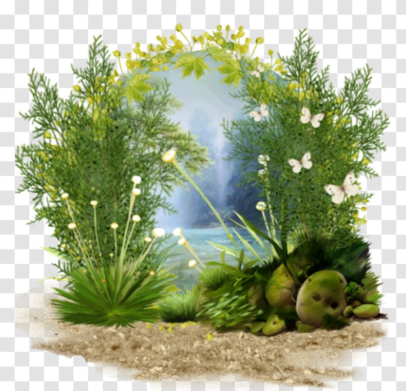 Grasses Tree Herb Aquarium Family - Grass Transparent PNG