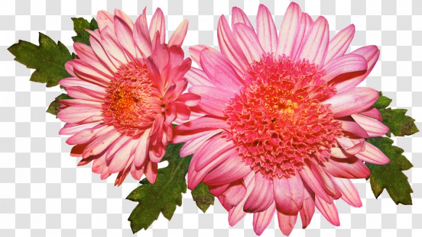 Transvaal Daisy Chrysanthemum Family Floristry Cut Flowers - Oxeye Transparent PNG