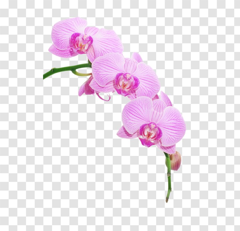 Image Orchids Clip Art Template - Cut Flowers - Nail Transparent PNG