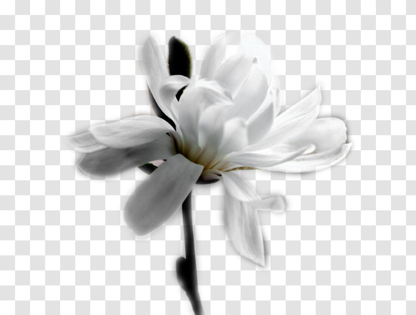 White Desktop Wallpaper Flower Petal Perfume - Floral Design Transparent PNG