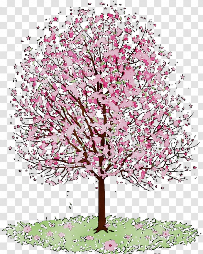 Cherry Blossom ST.AU.150 MIN.V.UNC.NR AD Flowering Plant Cherries Illustration - Pink M Transparent PNG