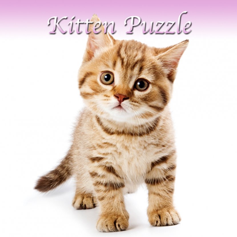 Scottish Fold Persian Cat Kitten Pet Sitting Puppy - Cats Transparent PNG