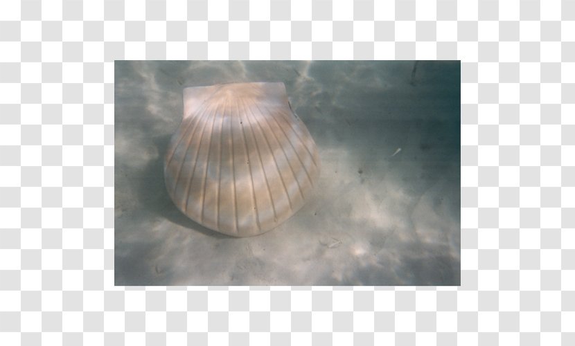 Lighting Seashell Transparent PNG