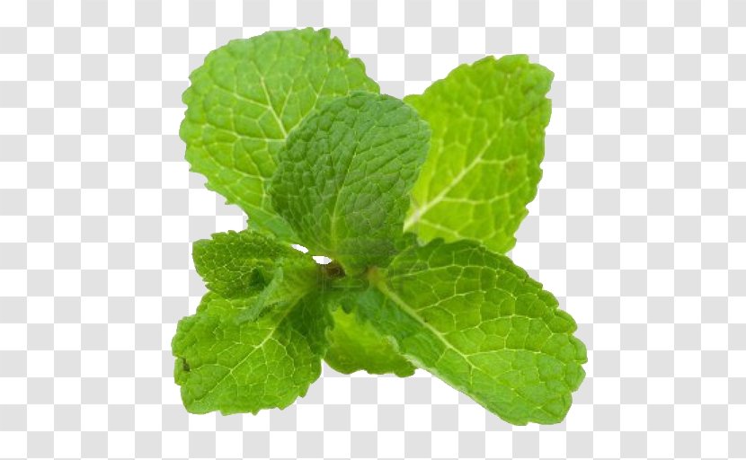 DoTerra Essential Oil Peppermint Aromatherapy - Ingredient - Mojito Transparent PNG