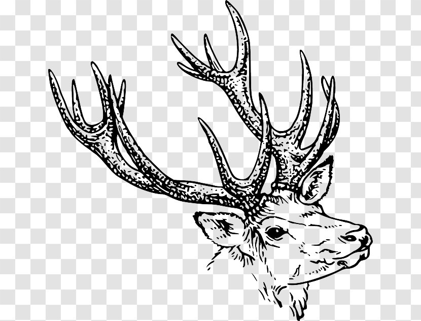 White-tailed Deer Drawing Antler Clip Art - A Stumbled By Stone Transparent PNG