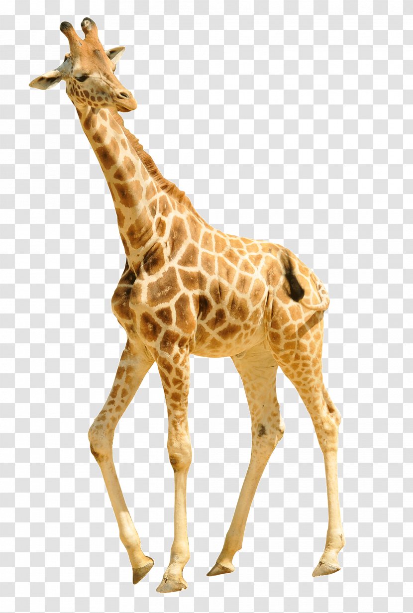 Giraffe Cheetah Animal Lion Antelope - Walking Transparent PNG