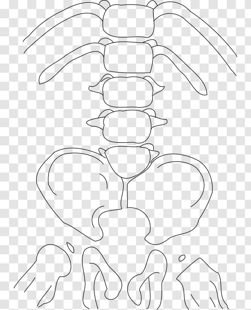 Caudal Regression Syndrome Congenital Heart Defect Birth Genetic Disorder - Head - Sacrum Transparent PNG